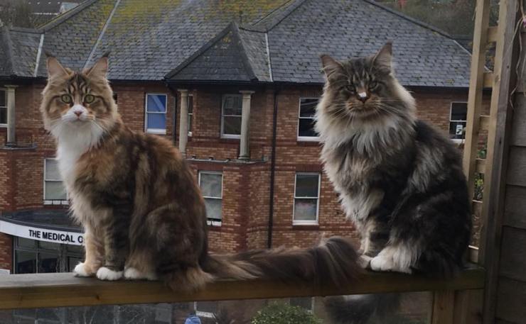 49739291_10156930004219911_2520045131483054080_n