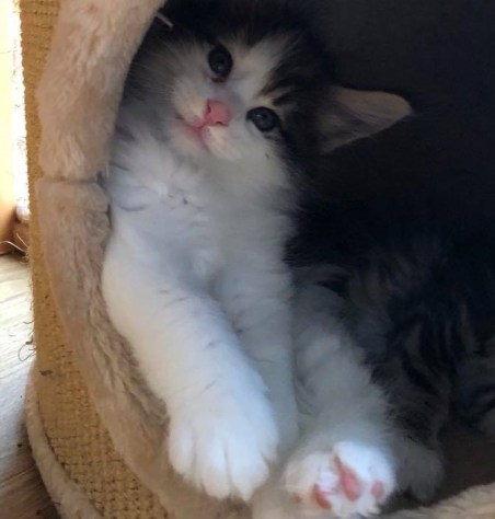 54799127_10157096673974911_1676838279846035456_n