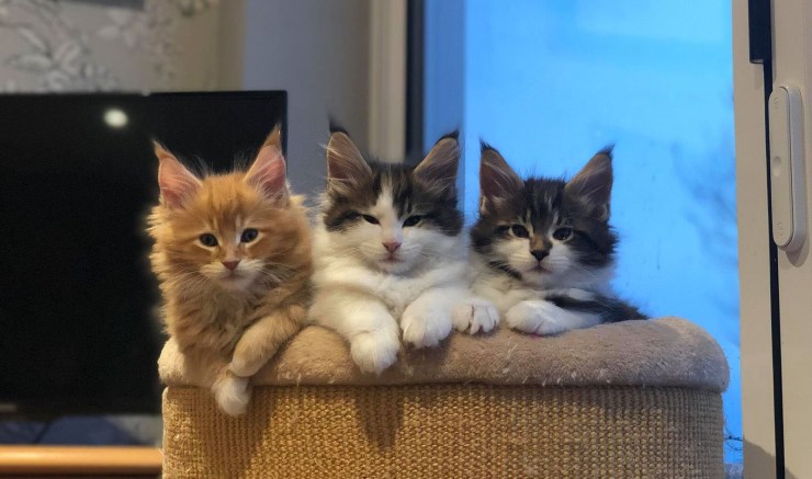 boys loricoons madness