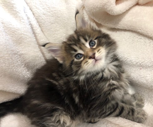 my girl brown tabby maine coon kitten  5 weeks old