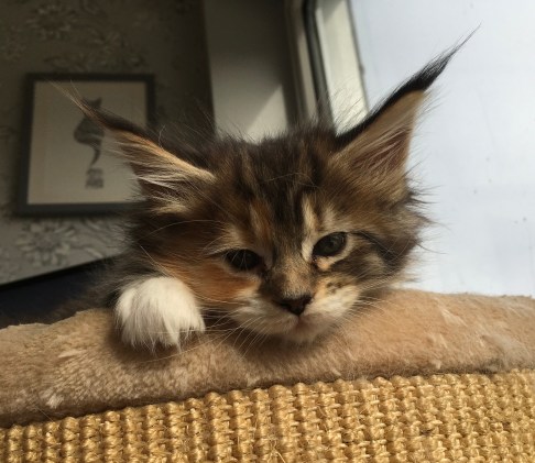 swan lake maine coon kitten 7 weeks old brown tortie tabby girl