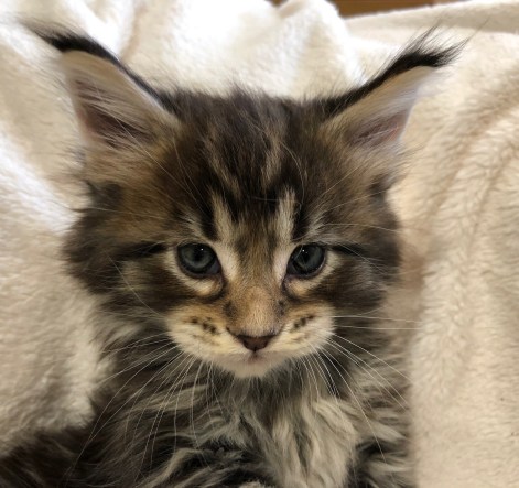 Brown tabby girl kitten 5 weeks old